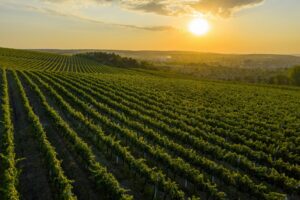 Beautiful sunset over green hills with cultivated vines, Cricova, Moldova