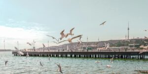 Beautiful view of the flock of Gulls flying above the sea at the quay in Baku