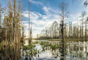 Floating plants (orontium aquaticum) and (nymphaeaceaea sp) in the Okefenokee.