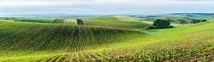 Moravian rolling landscape with trees